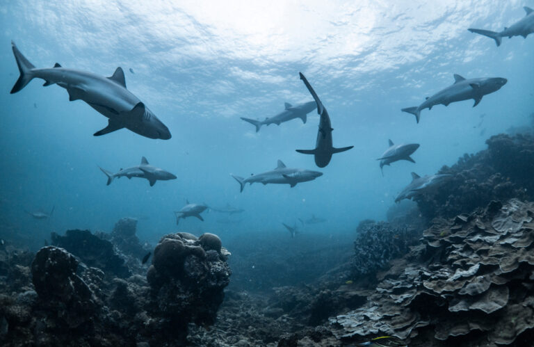 Almost 20 Million Years Ago, Sharks Nearly Went Extinct — Nobody Knows Why