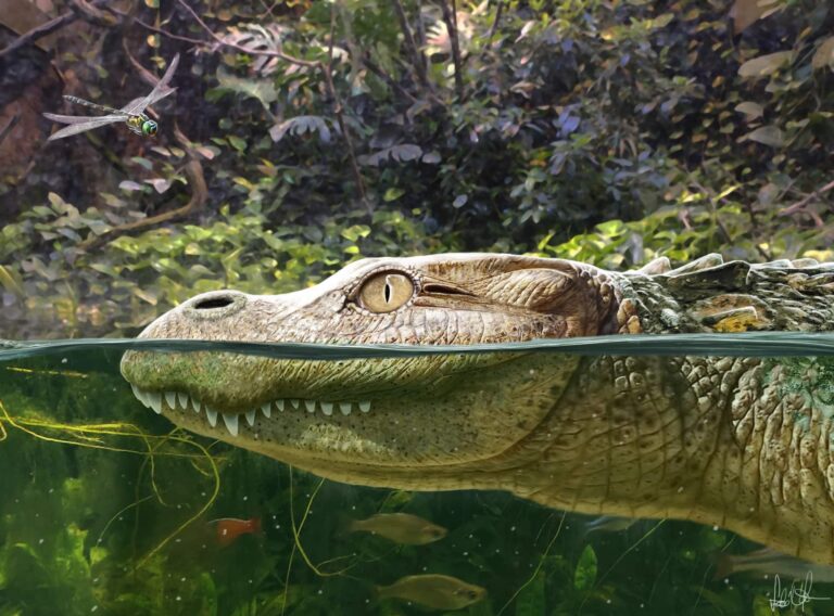 Ancient Alligator Species Identified as Ancestor to Modern-Day Chinese Gators