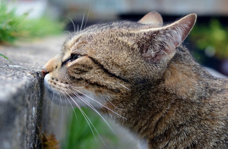 Cat Noses Are Marvels That May Inspire Better Scientific Instruments