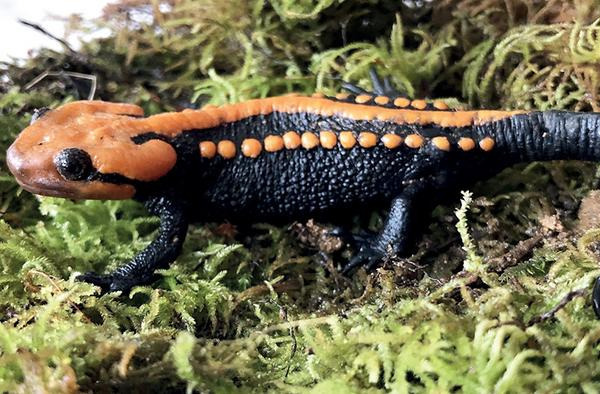 Discovered Crocodile Newt Looks Like a Vibrant Jack-O-Lantern