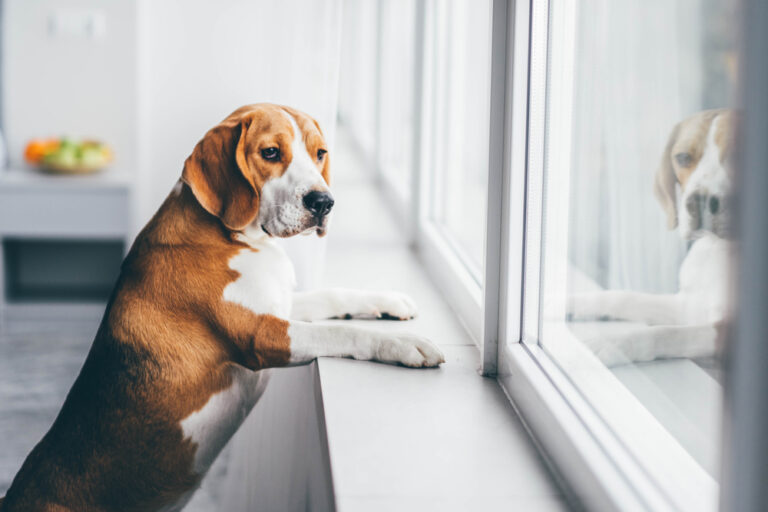 Do Dogs Grieve Other Dogs?