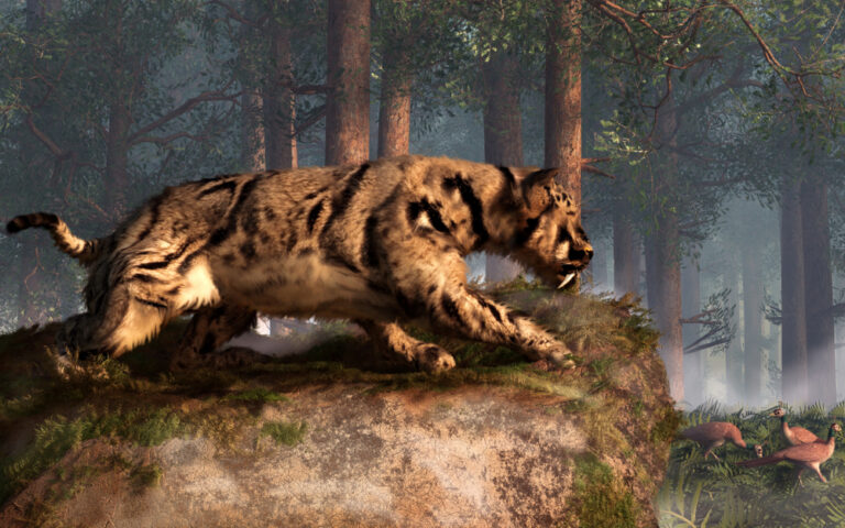 How a Fossil Hotspot Reveals Two New Species of Sabretooth Cat