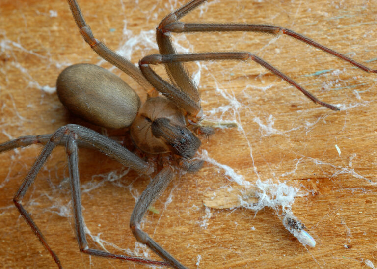 How to Avoid This Common Misdiagnosis: What A Brown Recluse Bite Looks Like