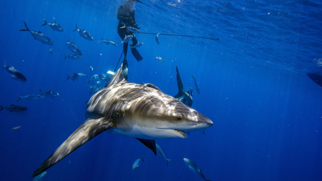 Florida paddleboarder trailed by hammerhead shark miles off coast