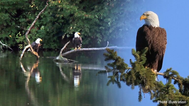 Pennsylvania police chief vows justice for bald eagle poacher