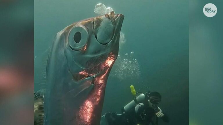 Taiwanese divers encounter rare giant oarfish