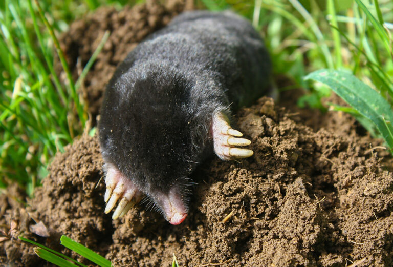 The Extraordinary Case Of The Ferocious Female Moles