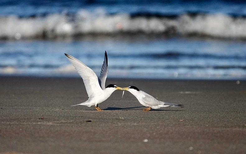 This Seabird Courtship Ritual Is the Romance of the Summer