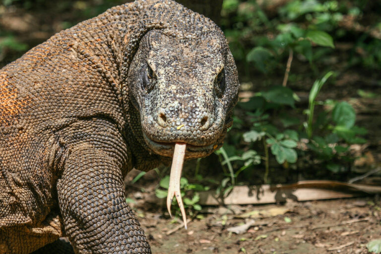 What Is So Interesting About the Komodo Dragon?