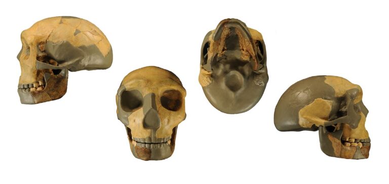 An Ancient Skull Could Prompt the Founding of a New Human Species