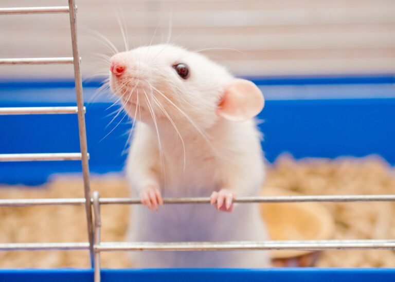 Do Rats Laugh? Researchers Tickled Rats to Reveal the Brain’s ‘Play Zone’