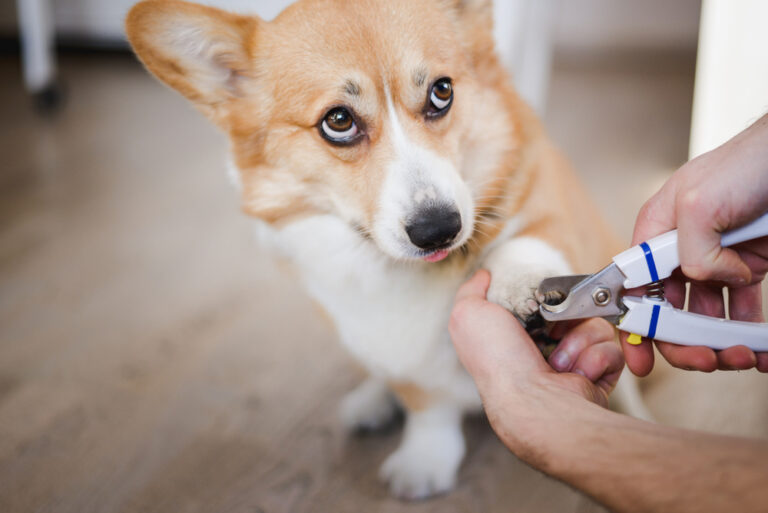 How to Trim Your Dog’s Nails: Everything You Need to Know