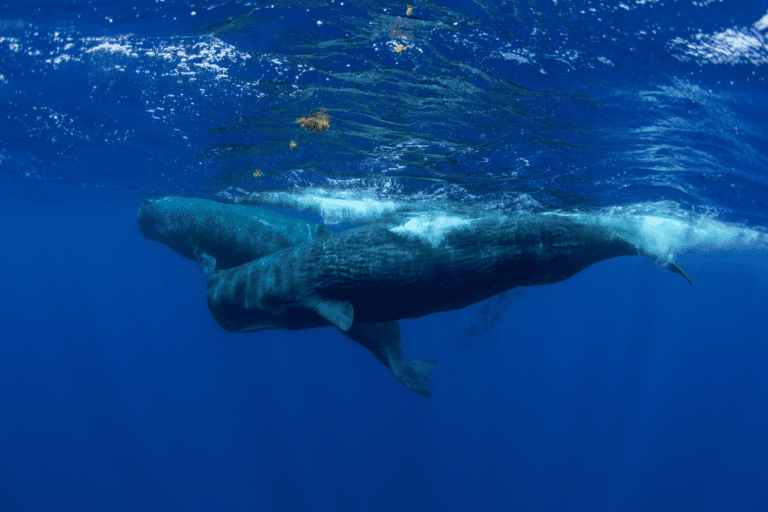 Ocean Gardeners: Why Whale Poop Matters Now More Than Ever