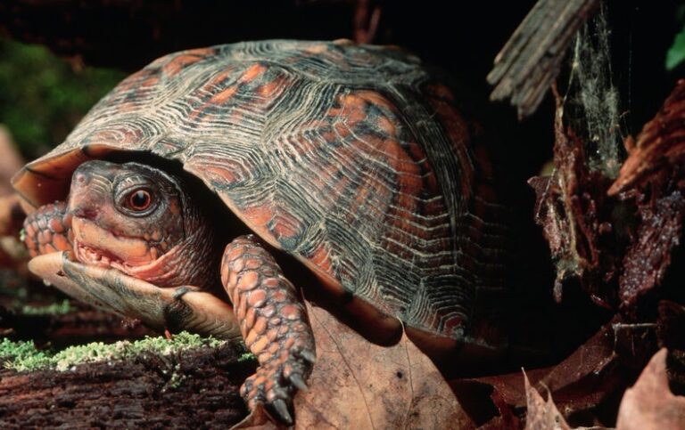 Turtle Shells Record Nuclear History