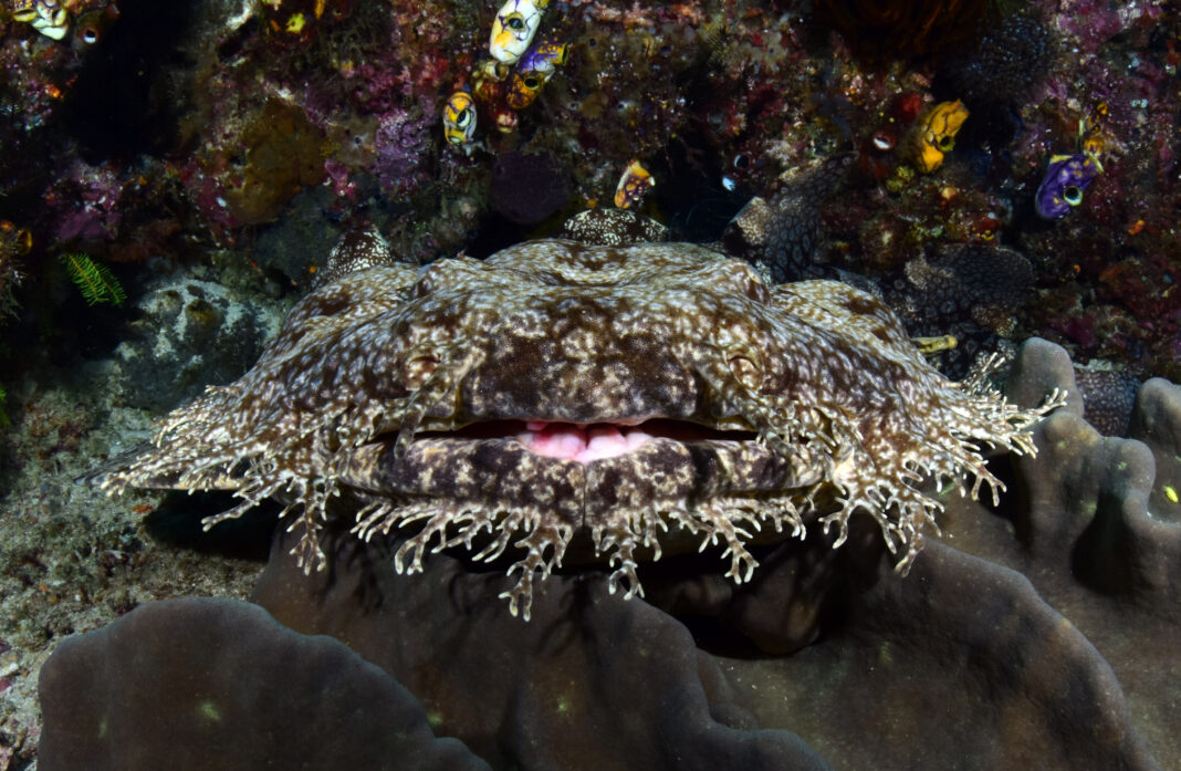 Tasselled wobbegong shark