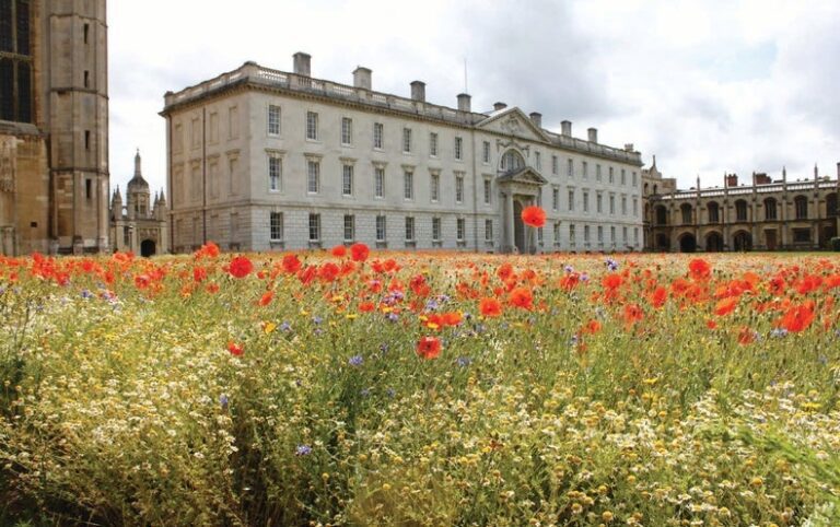 Biodiversity Flourishes in Historic Lawn Turned Wildflower Meadow