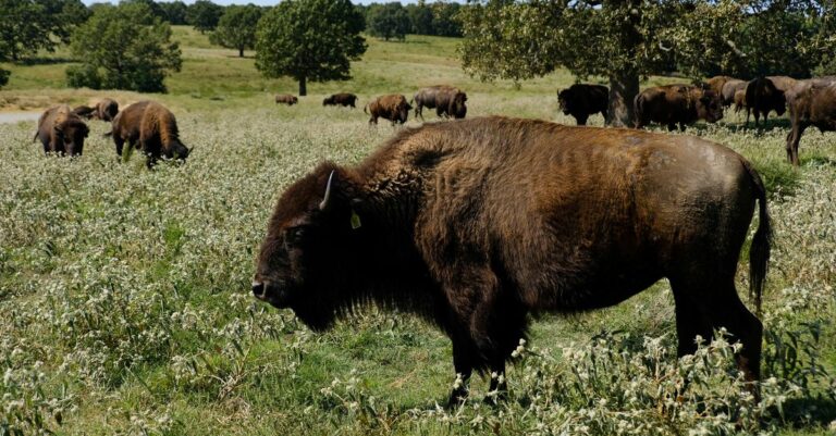 Congress Considers Tribal Buffalo Restoration Support