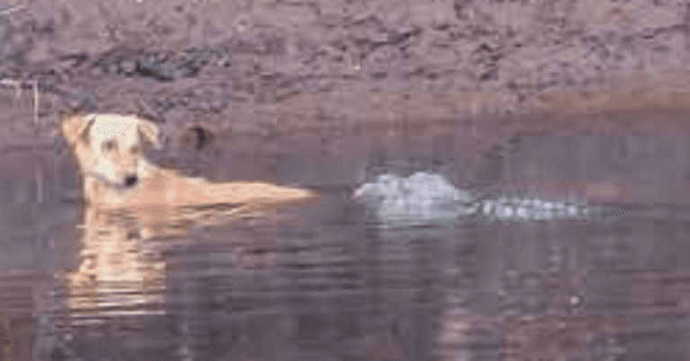 Crocodiles Push Dog In River To Safety Instead Of Eating It