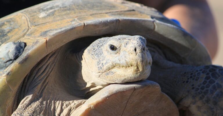 Dozens Gather To Watch Endangered Tortoise Release