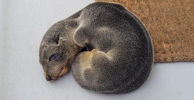 Family Comes Home And Finds Tiny Seal Pup Sleeping On Front Porch