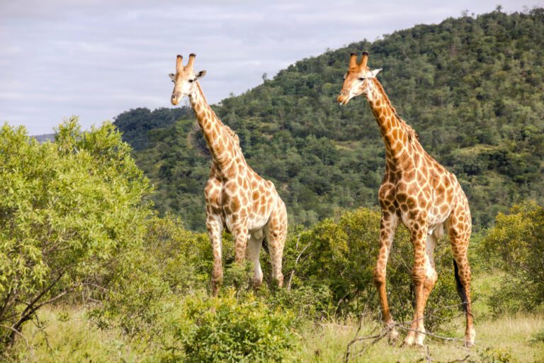 Giraffes Range Across Diverse African Habitats − We’re Using GPS, Satellites And Statistics To Track And Protect Them