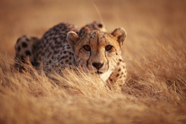 How Fast Are Cheetahs, and Other Fascinating Facts About the World’s Quickest Cat