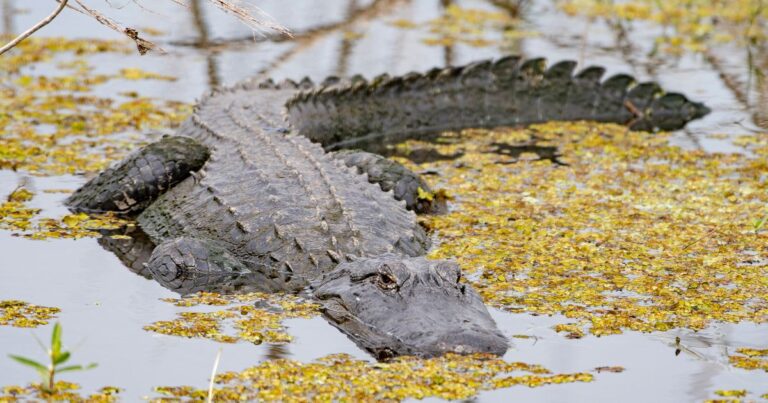 Massive Alligator Killed After Being Spotted With Human Remains In Its Mouth In Florida Canal