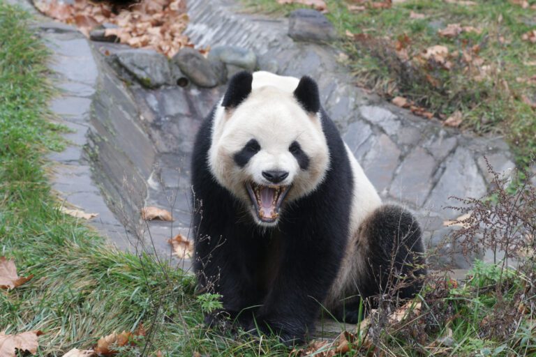 Much Like Humans, Pandas Can Experience Jet Lag, Too