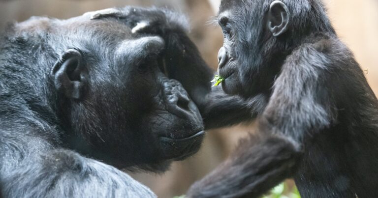 Netflix Is Live-Streaming Baby Gorillas, So Stop Doomscrolling & Enjoy