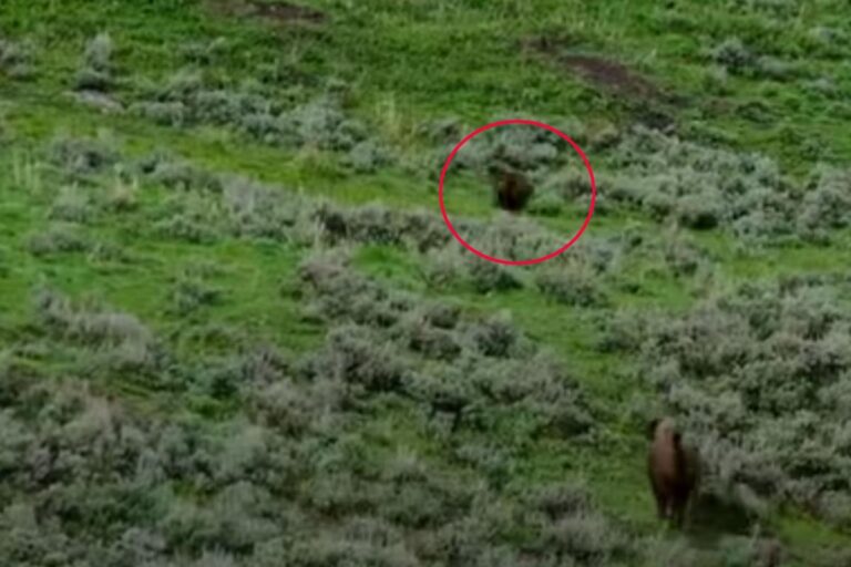 Watch a Bison Chase Down and Charge a Grizzly Bear in Yellowstone National Park