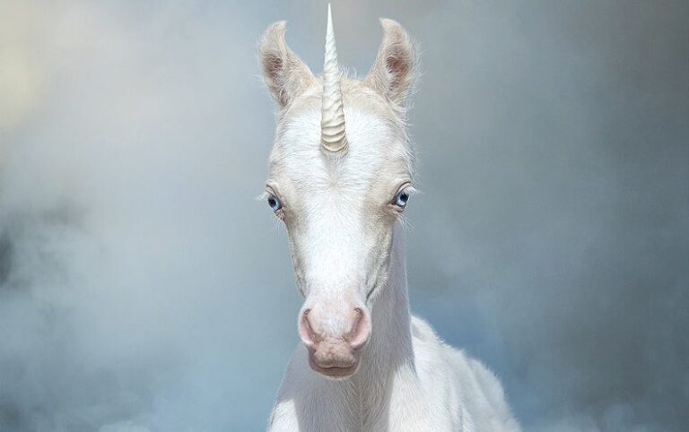 A Married Bachelor Proves That Unicorns Exist