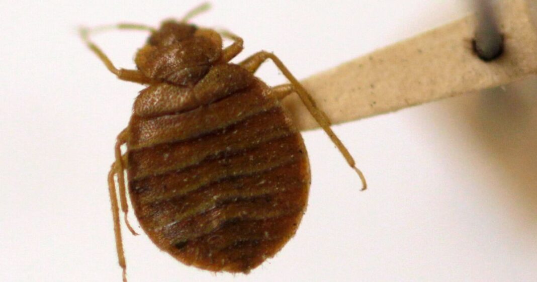 Bedbugs Panic Spreads Across France Ahead Of 2024 Olympics The Daily Post