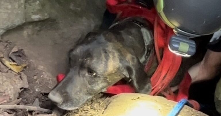 Dog Rescued After Getting Stuck For 3 Days In Bear Cave