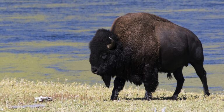 Here are 7 Stock Picks You Might Not Have Heard About. Why They’re Best-of-Breed Bisons.