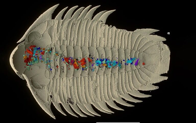 Last Meal of 465-Million-Year-Old Trilobite Discovered