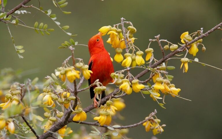 Millions of Mosquitoes Will Rain Down on Hawaii to Save an Iconic Bird