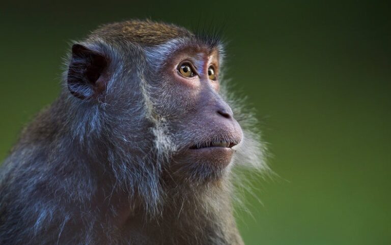 Monkeys with Transplanted Pig Kidneys Live for Up to Two Years or More