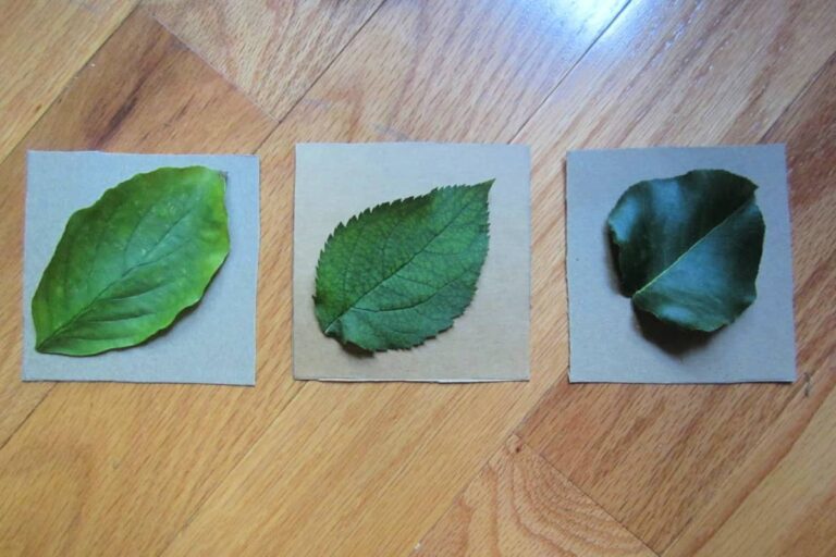 Simple DIY Coasters Leaf Craft For Kids