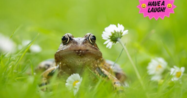 Study Finds Female Frogs Fake Their Own Death To Avoid Male Attention