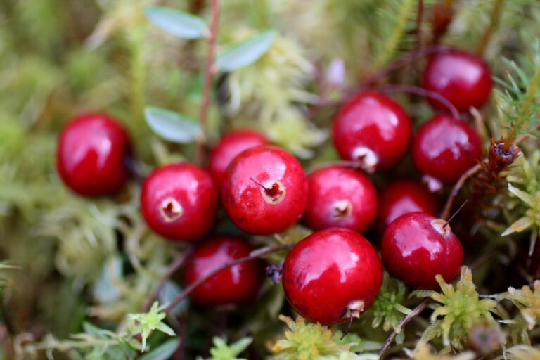 Cranberries Can Bounce, Float And Pollinate Themselves: The Saucy Science Of A Thanksgiving Classic