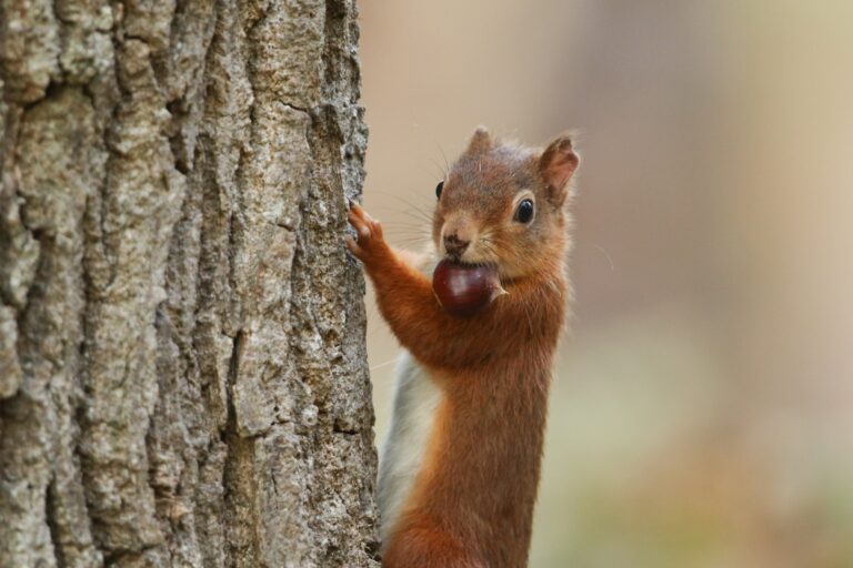 Do Squirrels Remember Where They Buried Their Nuts?