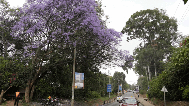 Kenya declares a surprise public holiday for a national campaign to plant 15 billion trees