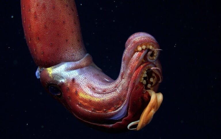 Mysterious Galápagos Reefs Harbor Strawberry Squid and Other Fantastic Creatures