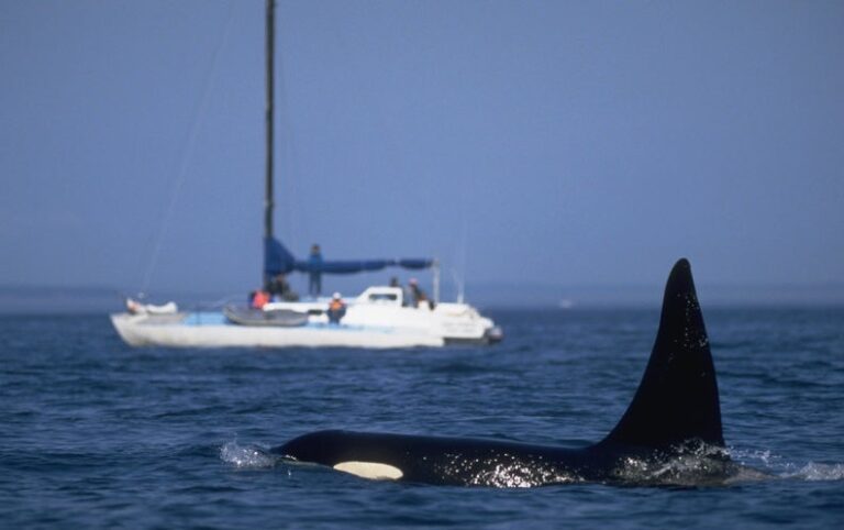 Orcas Are Learning Terrifying New Behaviors