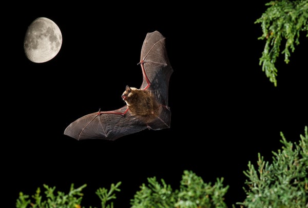 This Bat Uses Its Oversized Penis as an ‘Arm’ during Sex