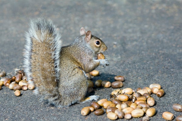 This Fall Is Full of Acorns–Thanks to a ‘Mast’ Year