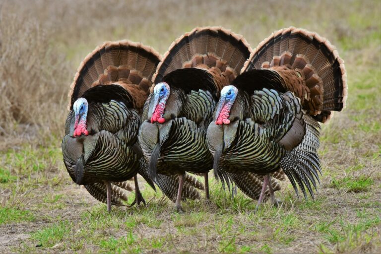 Turkey Trivia: 6 Fun Facts About Turkey