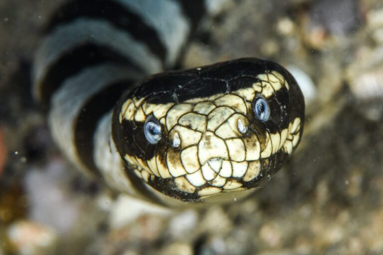 What Are the Most Venomous Sea Snakes in the World?