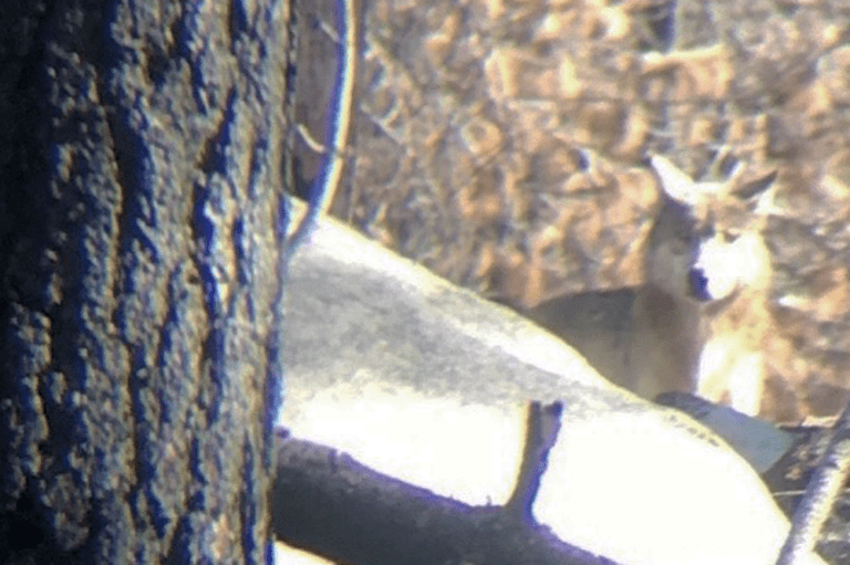 Wildfire Brought Wolves Back to Southern California after 150 Years