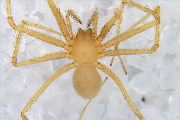 Eyeless Cave Spiders Can Still ‘See’ the Light